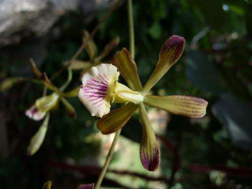 2 new species of orchid found in Cuba