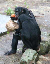 Anthropologist studies reciprocity among chimpanzees and bonobos