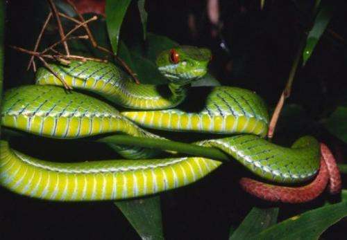 An undated handout picture from WWF shows a ruby-eyed pit viper discovered in forests in southern Vietnam