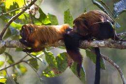 Brazil: Saving endangered monkey helps forest