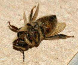 Citizen scientists needed for SF State's 'ZomBee Watch'