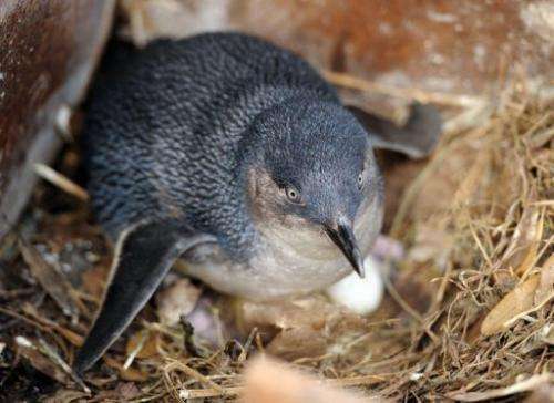 Conservationists have worked hard to nurse penguin numbers back to health over the past decade