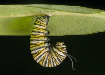 Evolution predictable for insects eating toxic plants