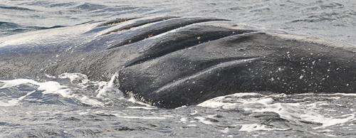 Expedition returns wealth of data on whales, sea lions and birds