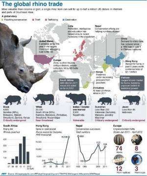 Graphic factfile on the global underground trade in poached rhino parts.