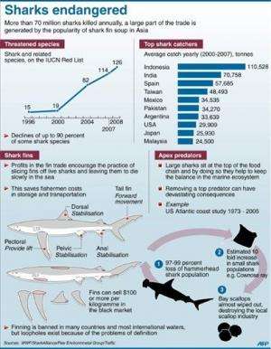 Graphic on the endangered shark populations worldwide