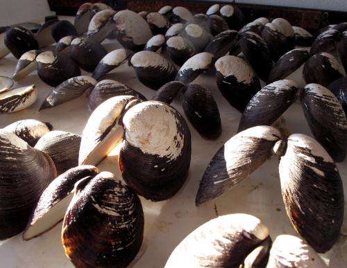 Iowa State researchers study clam shells for clues to the Atlantic's climate history