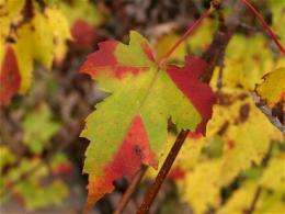 Mathematical model reveals commonality within the diversity of leaf decay