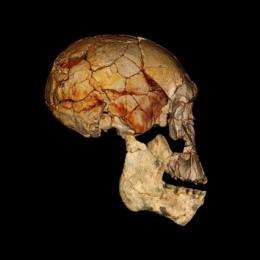 New Kenyan fossils shed light on early human evolution