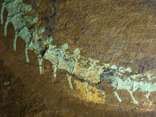 Newly discovered dinosaur implies greater prevalence of feathers