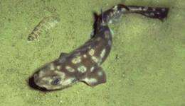 New species of deep-sea catshark described from the Galapagos
