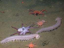New study examines how ocean energy impacts life in the deep sea