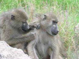 Penn researchers connect baboon personalities to social success and health benefits