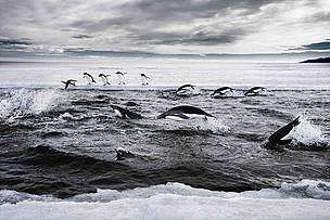Protection needed for critical East Antarctic marine habitats