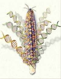 Scientists complete most comprehensive genetic analysis yet of corn