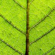Scientists uncover a photosynthetic puzzle