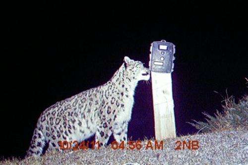 This handout photograph taken by a remote camera trap shows a rare snow leopard in Nepal