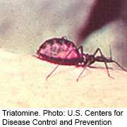 300,000 people in U.S. living with chagas disease:  report