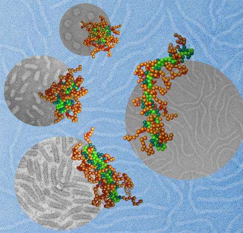 Scientists discover that shape matters in DNA nanoparticle therapy
