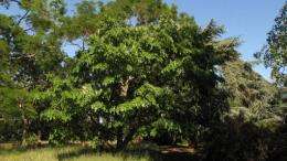 12 new flavonoids discovered in Kew tree