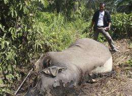 3 Sumatran elephants found poisoned in Indonesia