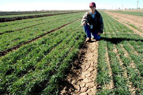 AgriLife Research scientist: Soil-water profile key to wheat root system, drought survivability