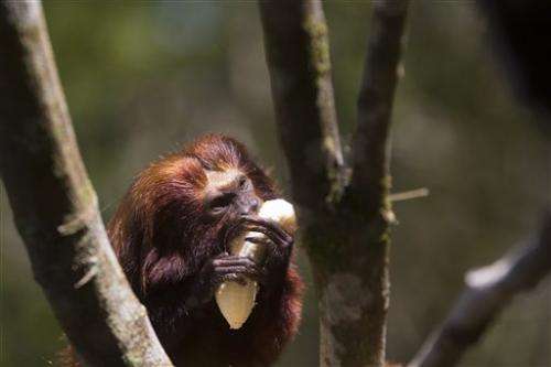 Brazil: Saving endangered monkey helps forest