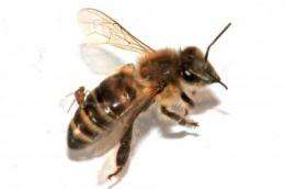 Citizen scientists needed for SF State's 'ZomBee Watch'