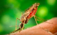 Climate-change effects on malaria risk