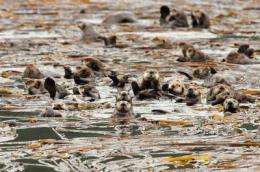 Study shows how sea otters can reduce CO2 in the atmosphere
