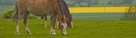 Transforming the diagnosis of equine colic