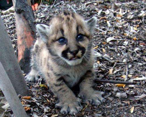 Wildlife forensics team reveals mountain lions' struggle to survive near L.A.