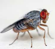How the common fruit fly is helping scientists to study alcohol-related disorders