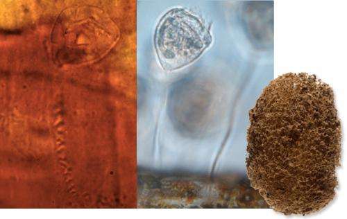 Researchers find fossilized ciliate in 200 million year old leech cocoon