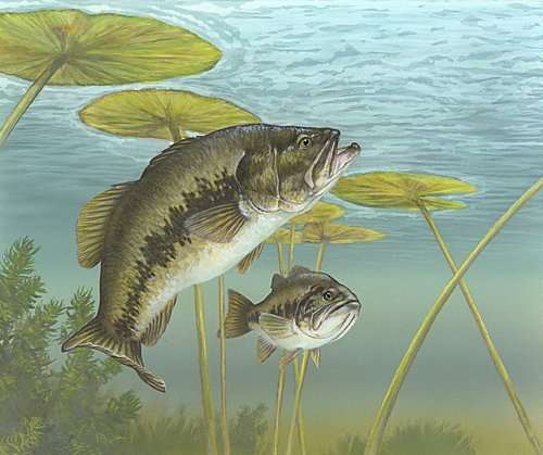 Researchers find fishing tends to lessen population of best male bass