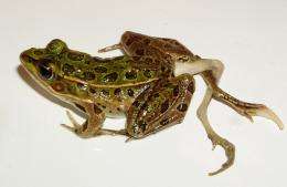 Environmental concerns increasing infectious disease in amphibians, other animals