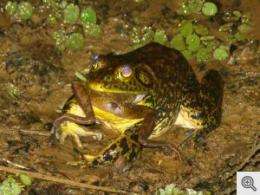 Global bullfrog trade spreads deadly amphibian fungus worldwide