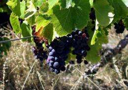 Researchers in Australia say they have pinpointed key factors in the early ripening of grapes