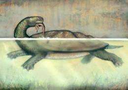 Researchers reveal ancient giant turtle fossil