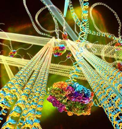 Scientists build 'mechanically active' DNA material