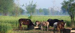 Scientists develop crop for livestock in dry climates