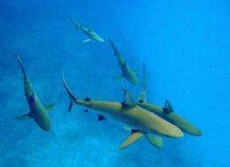 Scientists provide first large-scale estimate of reef shark losses in the Pacific Ocean