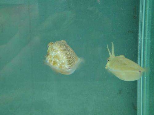 Researchers discover cuttlefish able to mimic female on half its body (w/ Video)