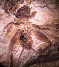 50 million year old cricket and katydid fossils hint at the origins of insect hearing