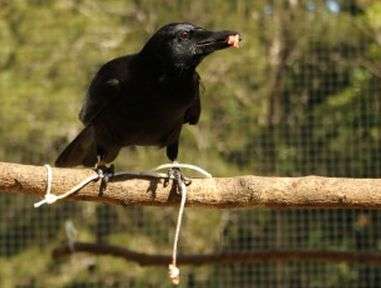 Crows do not plan their clever tricks