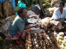 Researchers demonstrate control of devastating cassava virus in Africa