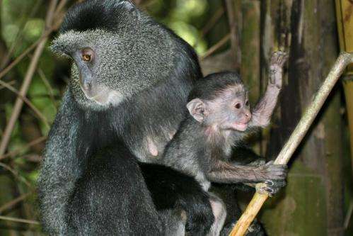 dilemmas omnivore reproductive seasonal primates foerster