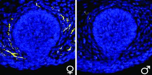 His and hers: Male hormones control differences in mammary gland nerve growth