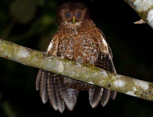 A new species of owl discovered in the Philippines this year