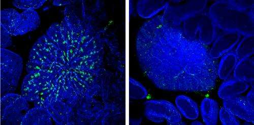 Identification of developmental ‘master switch’ helps scientists explore function of infection-preventing cells